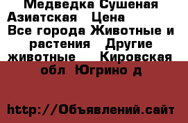 Медведка Сушеная Азиатская › Цена ­ 1 400 - Все города Животные и растения » Другие животные   . Кировская обл.,Югрино д.